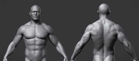 male anatomy reference